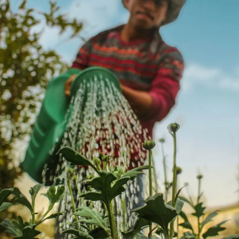 Man in a red shirt and hat using a green watering can Photo