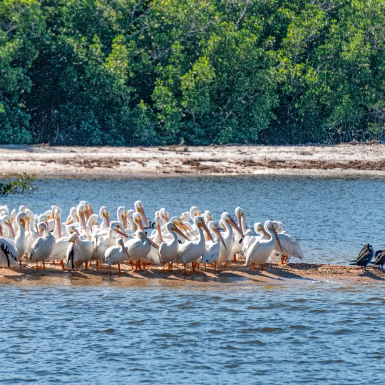 White pelicans on a sandbar Photo 3