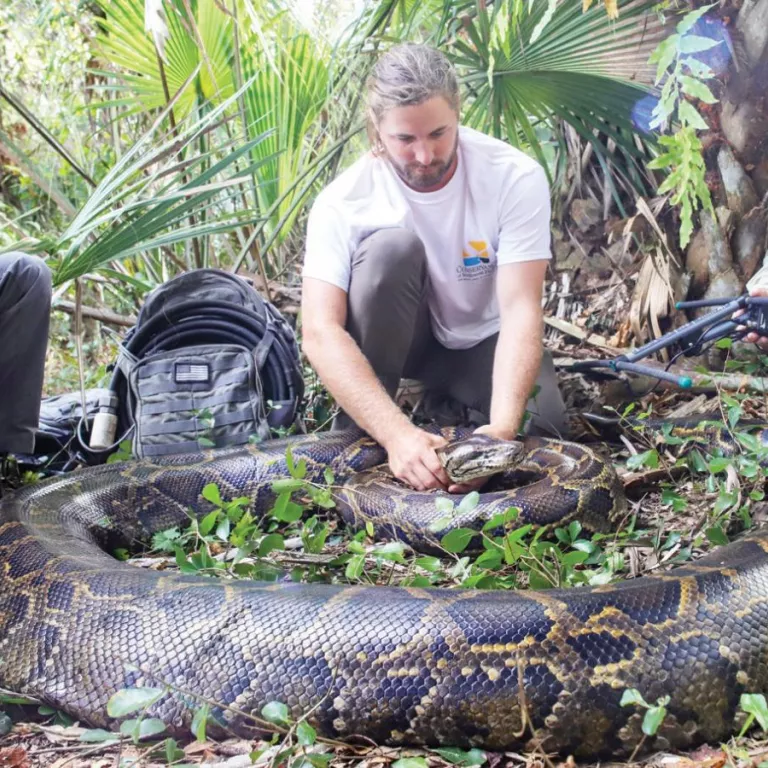 three men holding a captured burmese python Photo
