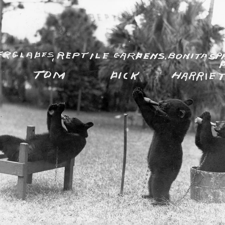 bears playing, black and white Photo