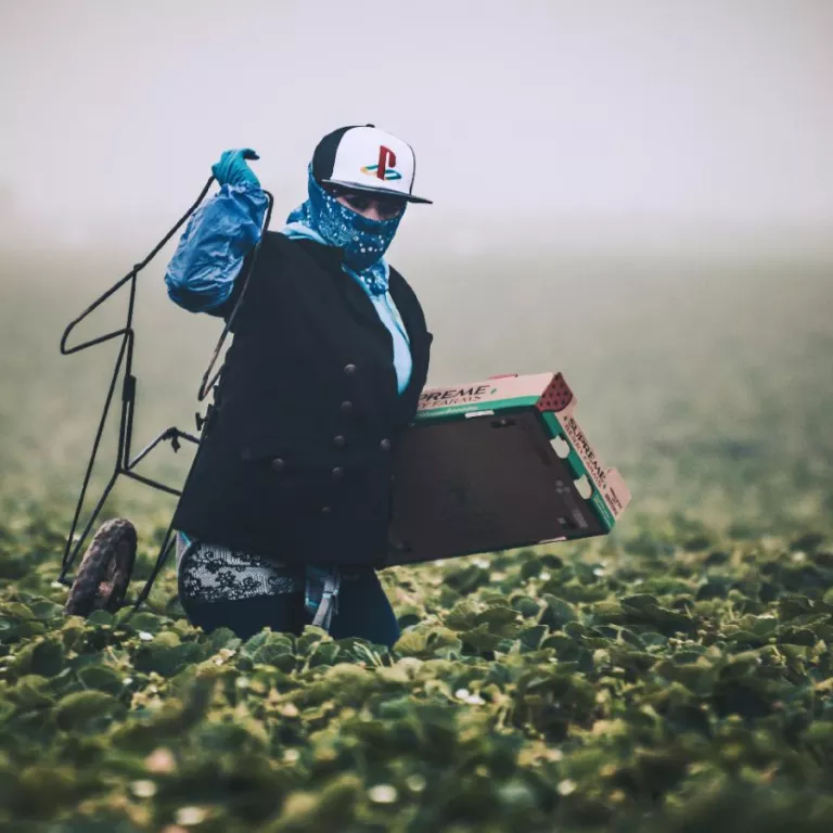 Farmworker in blue carrying a cardboard box through a field Photo