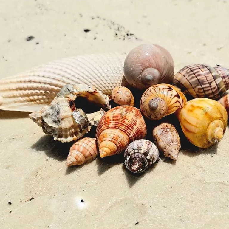 Sand Dollar Shelling Photo