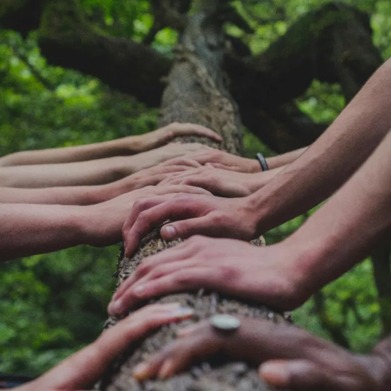 hands laying on a tree trunk looking towards the canopy Photo