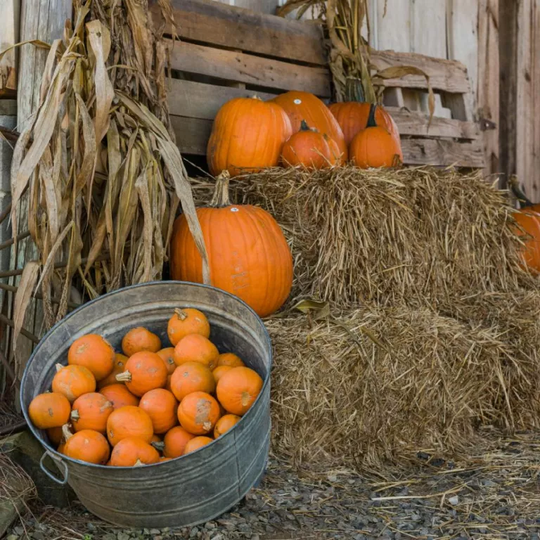 Pumpkins piled on hay in a barn Photo