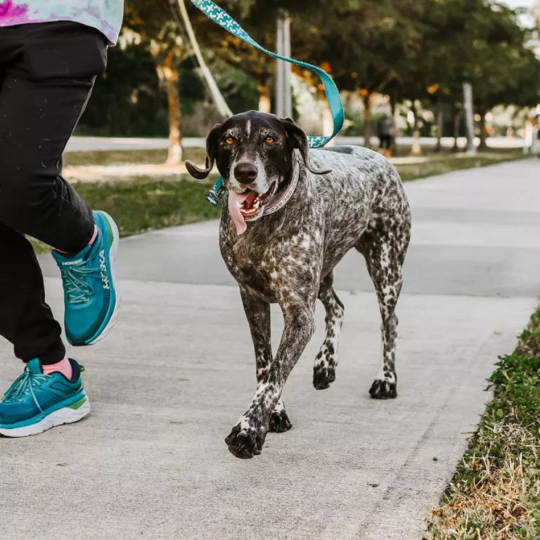 Run for the Paws Photo
