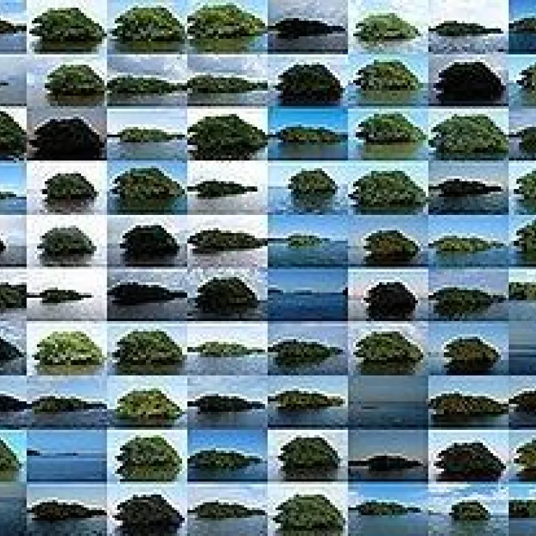 Entangled in the Mangroves Photo