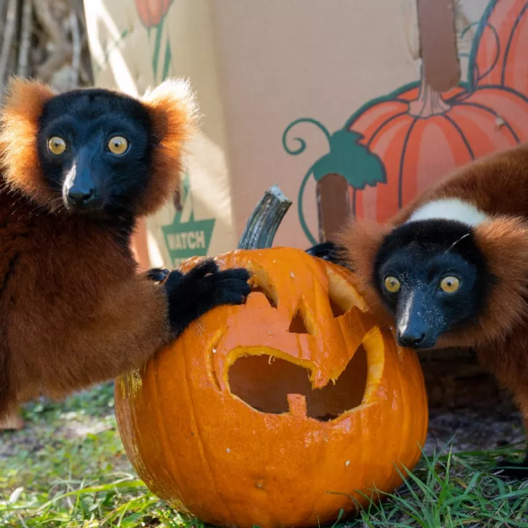 Boo at The Zoo - Lemur with Pumpkin Photo