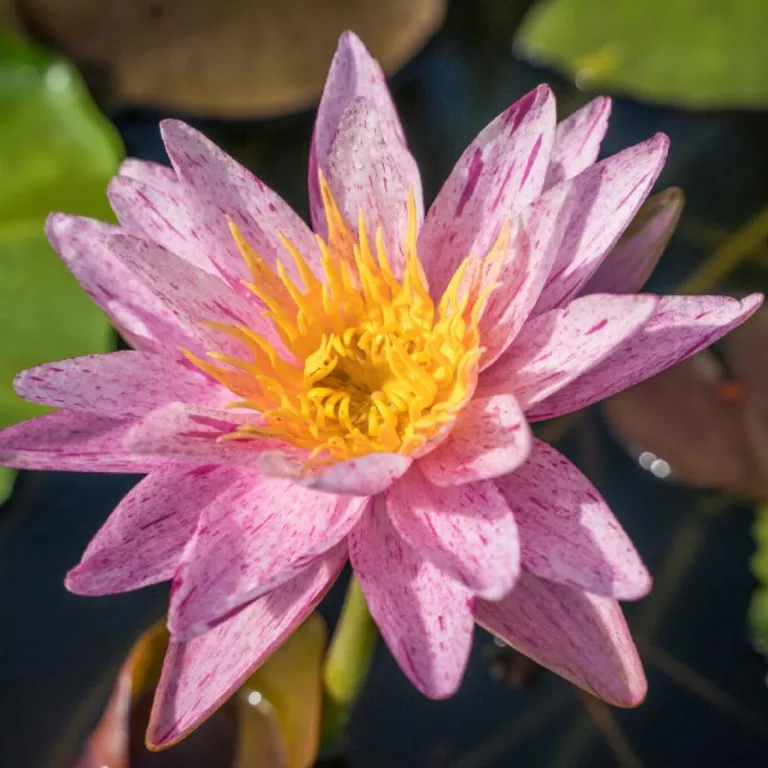 Waterlily Weekend at Naples Botanical Garden Photo