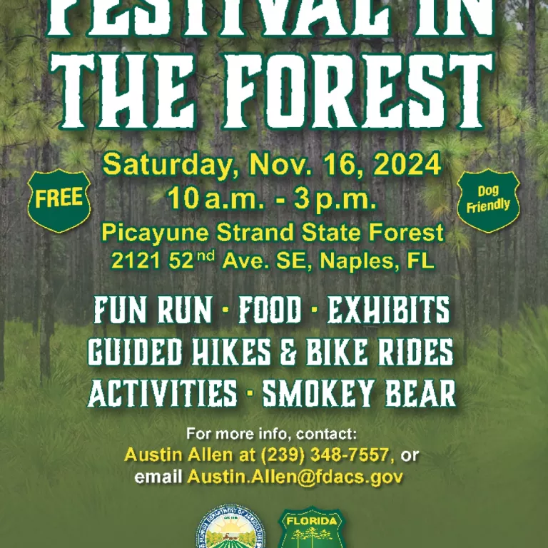 Festival in the Forest Photo