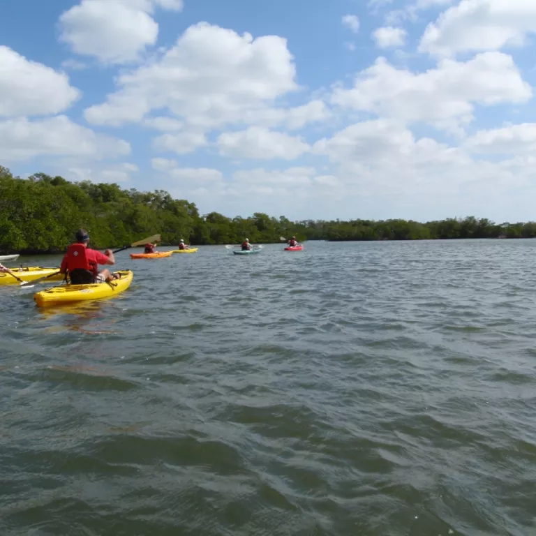 Kayaking Rookery Bay Photo 2