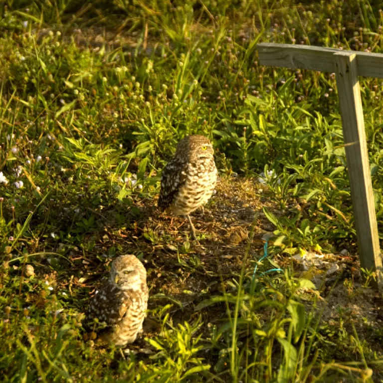 Burrowing owls Photo