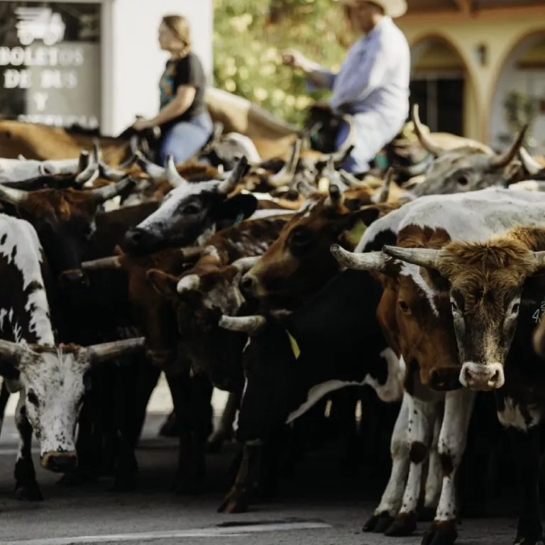 Cattle Drive Photo