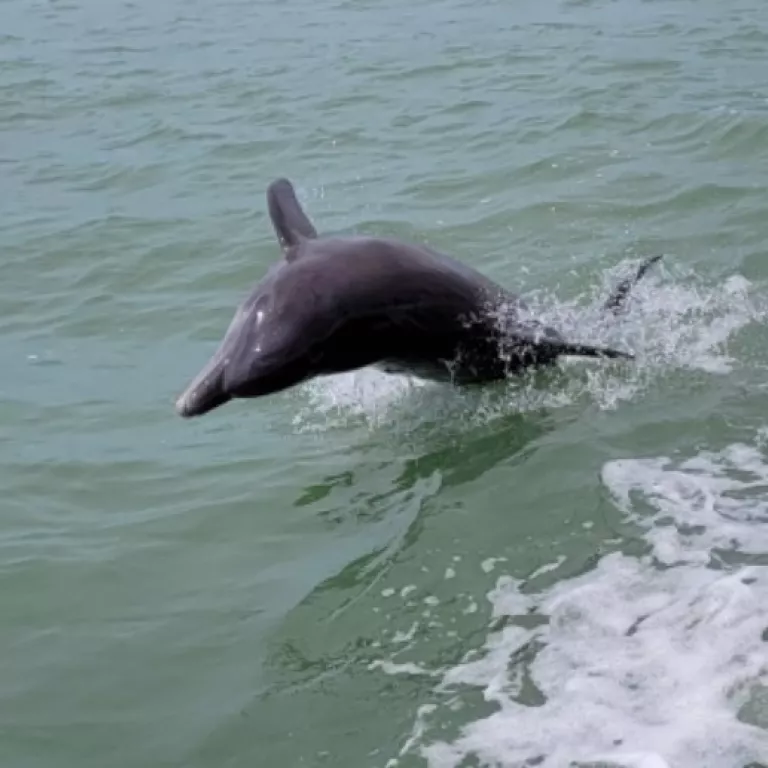 Dolphins 2 Photo 2