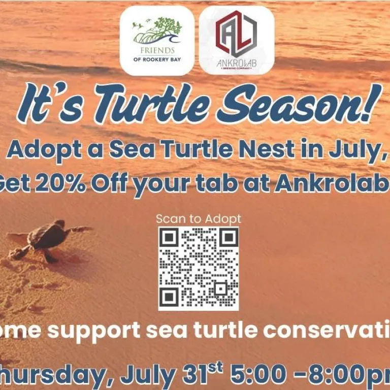 sea turtles Photo