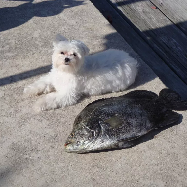 Tripletail and Friend Photo 3