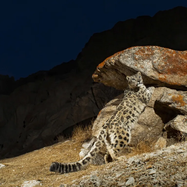 National Geographic Live's Wild Cats Photo