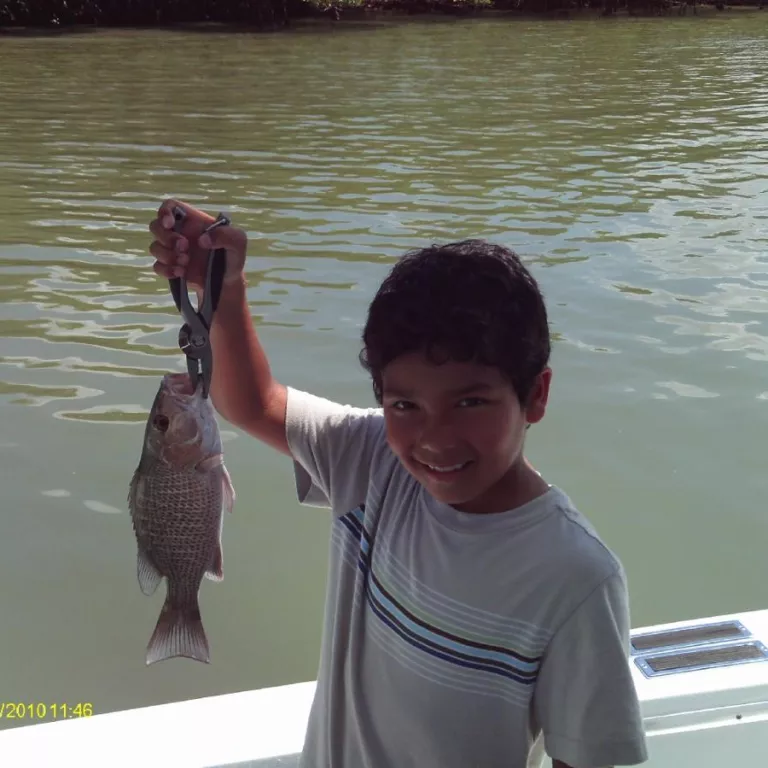 Mangrove Snapper Photo