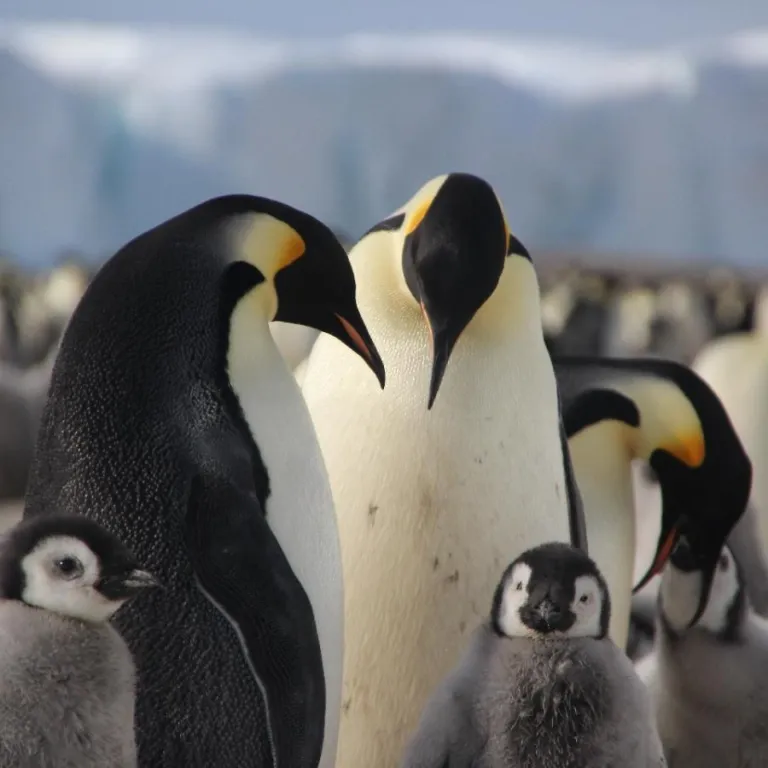 Penguins of Antarctica Photo
