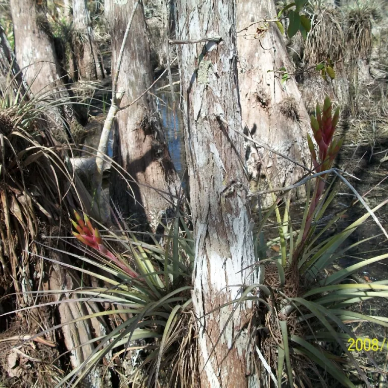 Bromeliad in Cypress Tree Photo