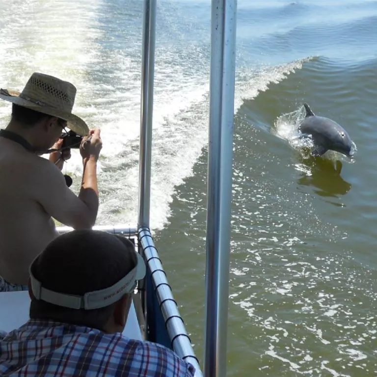 Calusa Spirit Shelling & Dolphin Watch Cruise Photo 2