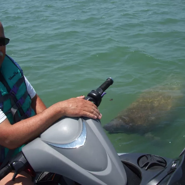 Manatee can be very curious Photo 4