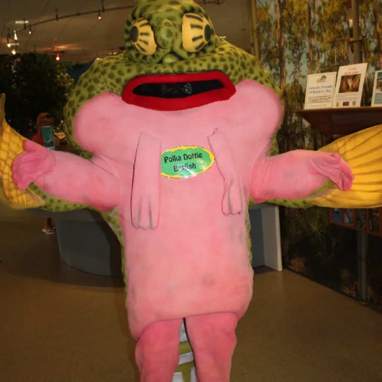 Polka Dottie Batfish is the mascot of the Rookery Bay Environmental Learning Center. She is modeled after the polka dot batfish, a species found in Rookery Bay waters. She is a great photo op for visitors! Photo 3