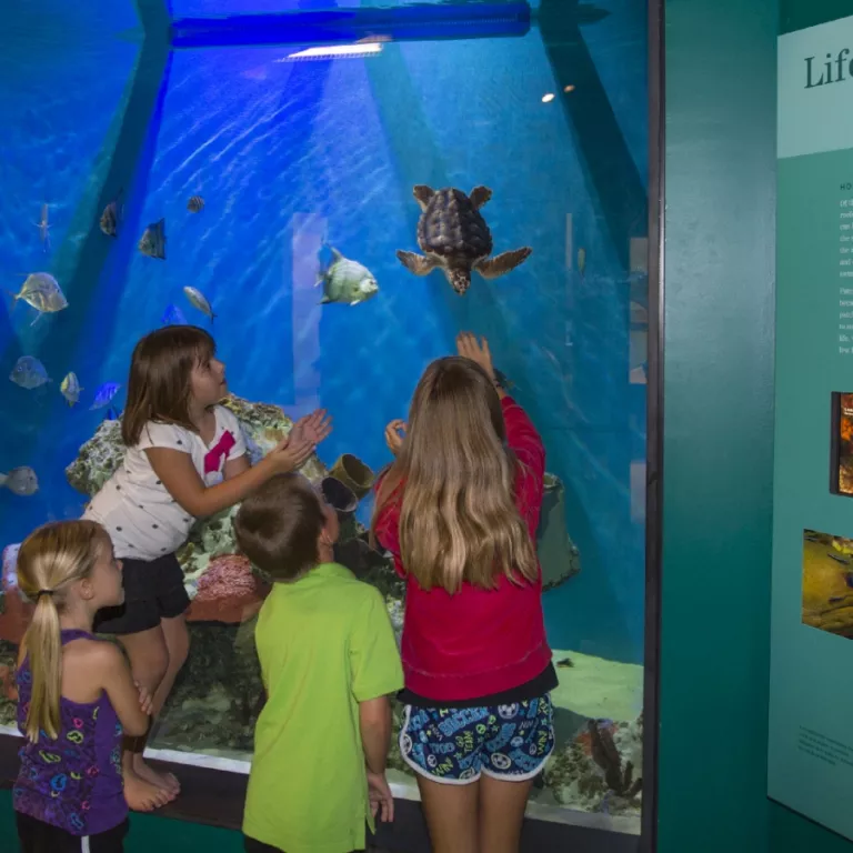 Live juvenile sea turtle at Conservancy of Southwest Florida Nature Center. Photo 6