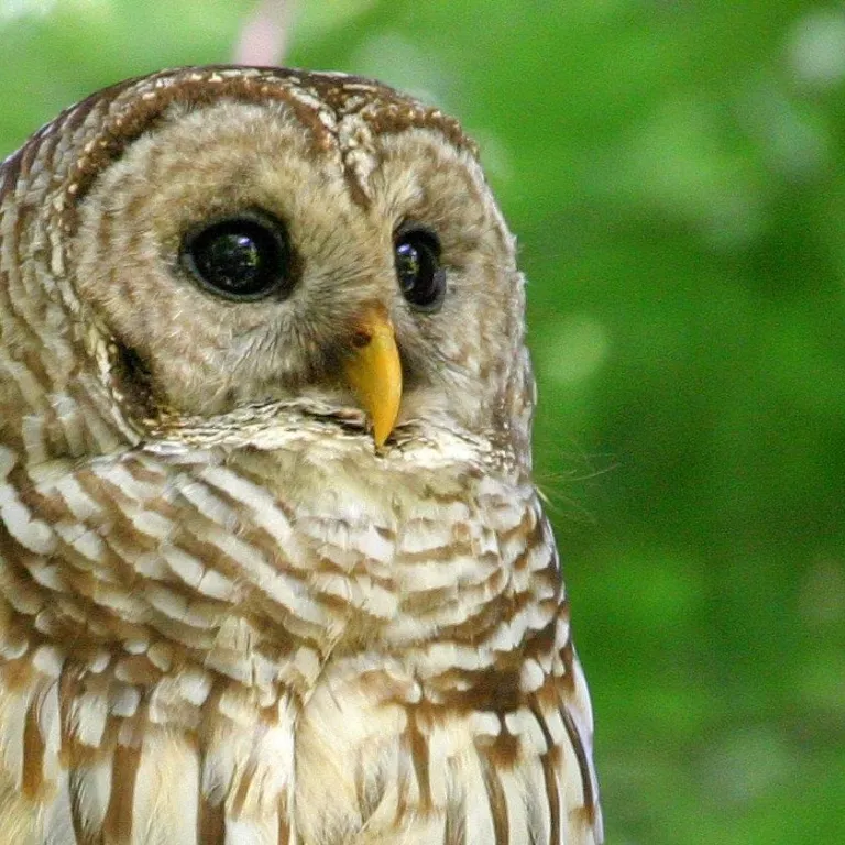 Barred owl at Bird Rookery Swamp (by George Luther) Photo