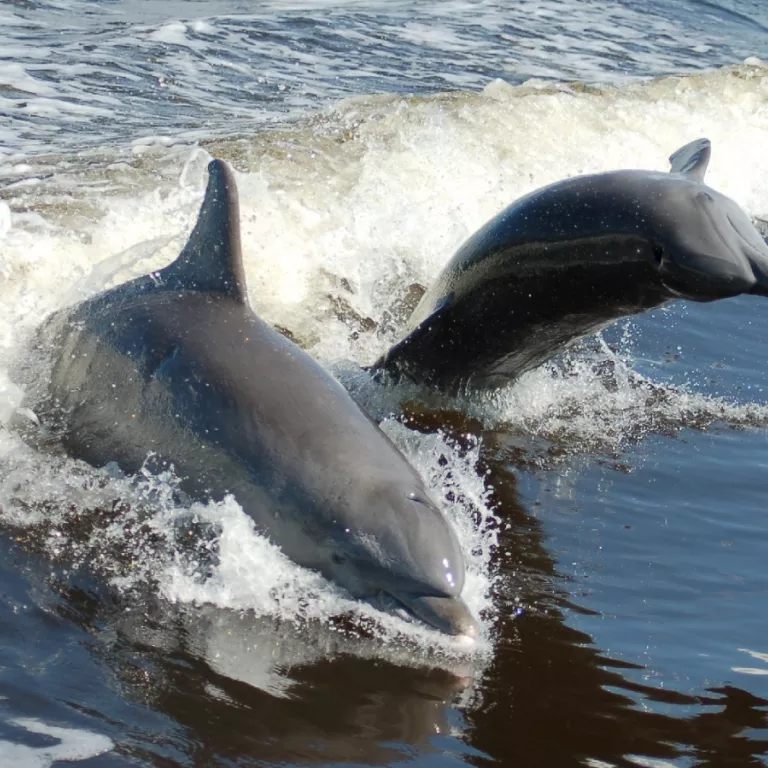 Dolphin Explorer Photo