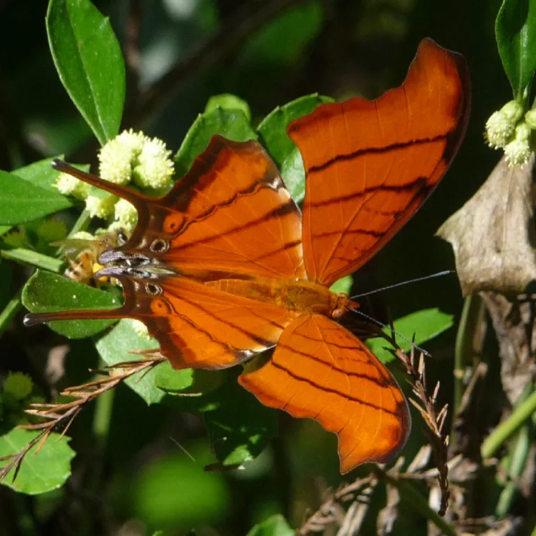 Ruddy Daggerwing Butterfly Photo 4