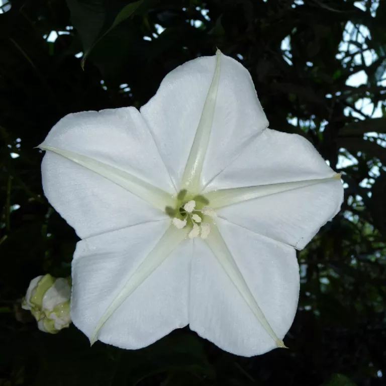 Moonflower Photo 3