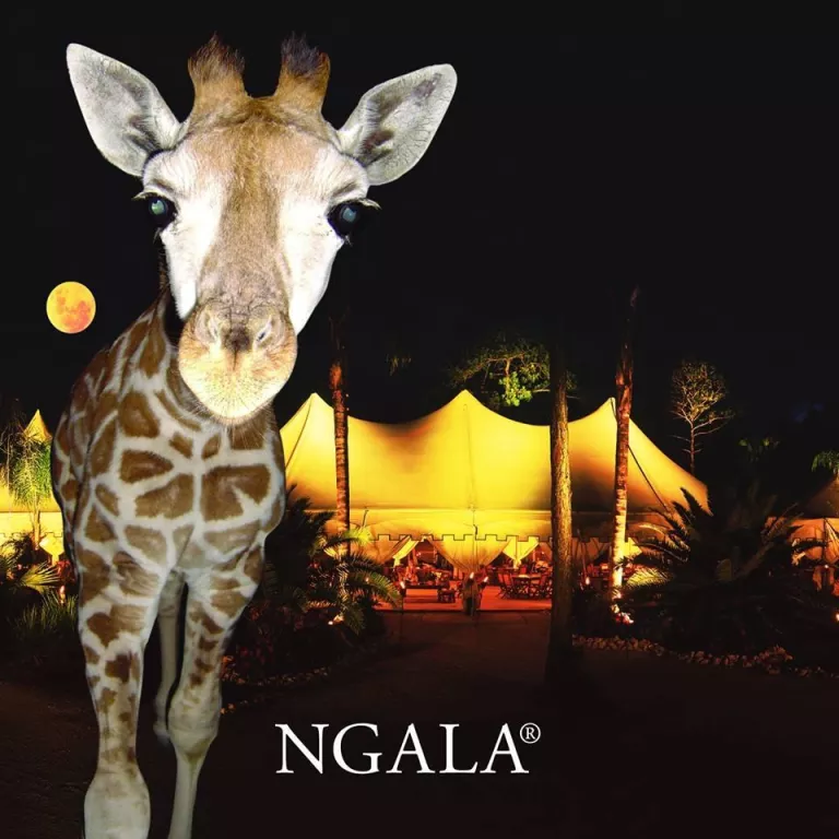 NGALA Wildlife Preserve Photo