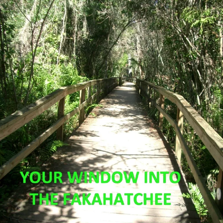 Fakahatchee Boardwalk, your window into the Fakahatchee. Photo 2