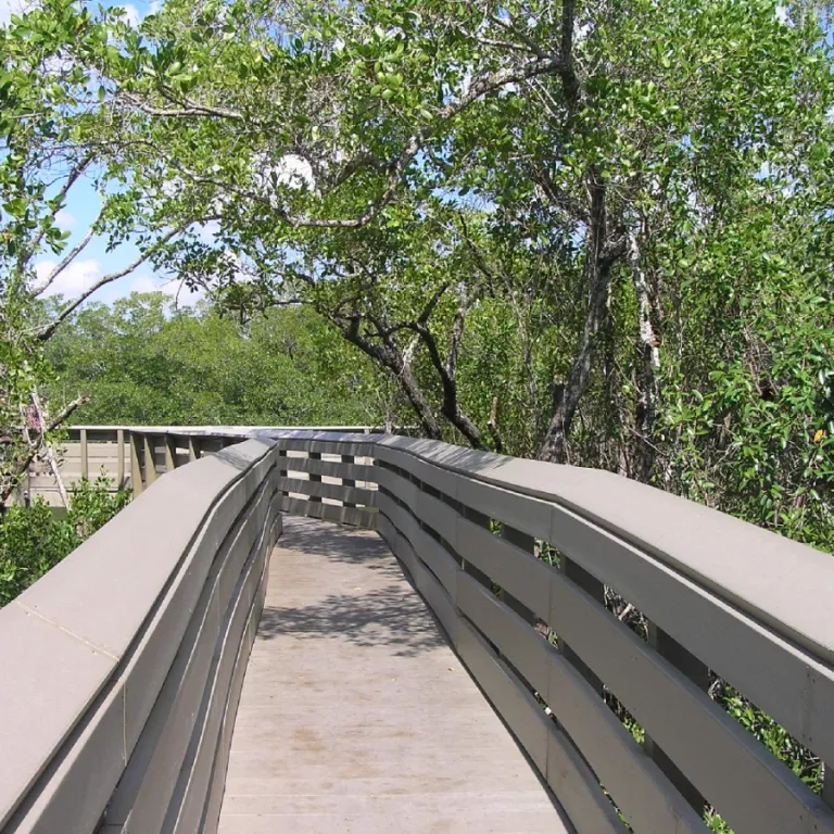 The walking trails at the Rookery Bay Environmental Learning Center include observation platforms over Henderson Creek. Photo 2
