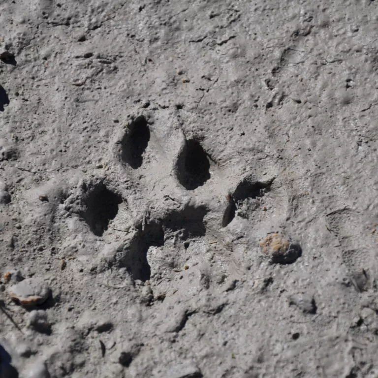 Florida panther track Photo 4