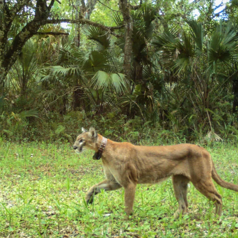 Endangered Florida panther Photo