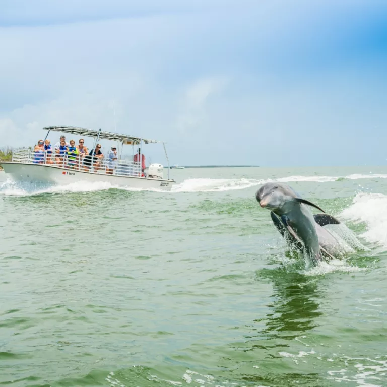 Dolphin Watch Ecotour, Ten Thousand Islands Photo