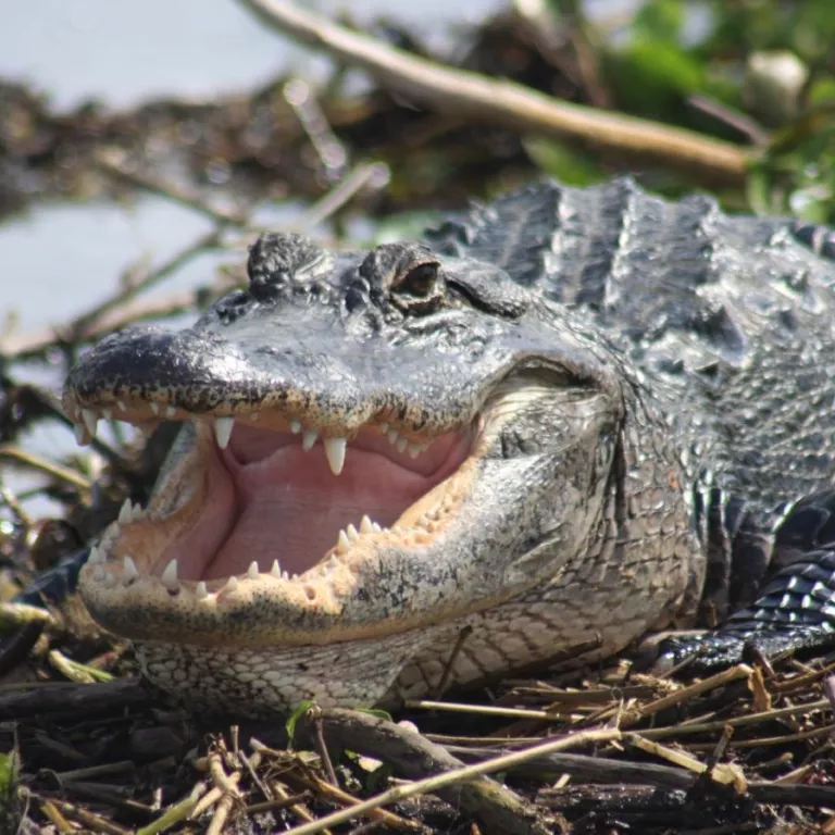 Everglades Day Safari Photo 2