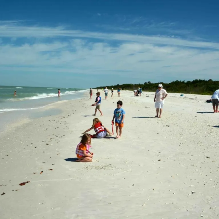 Eco-Shelling and Dolphin Tours to Keewaydin Island! Photo 3