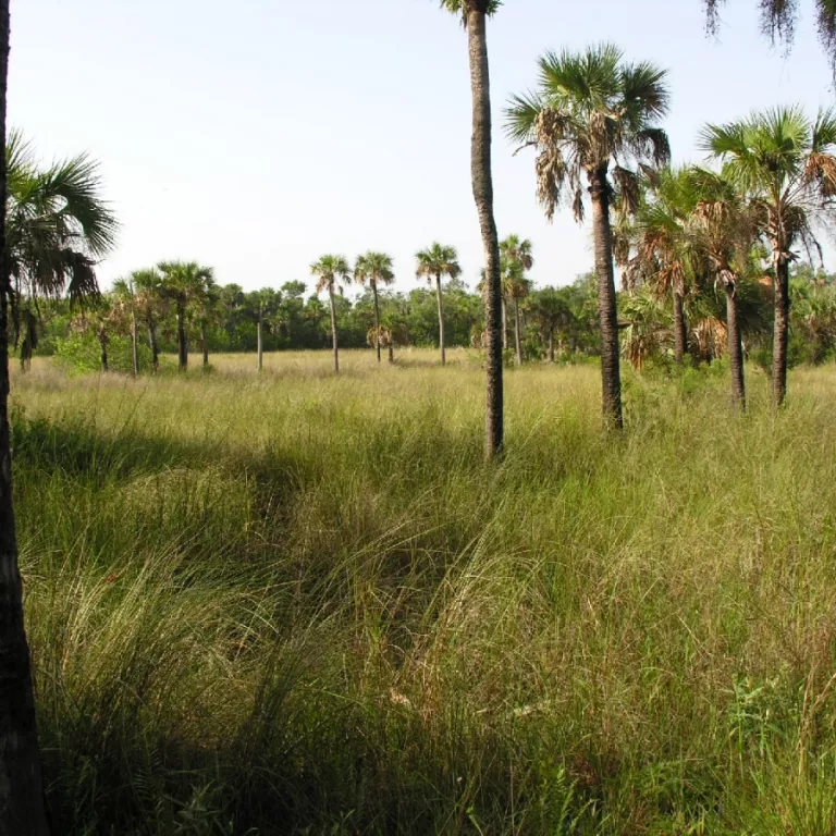 The mountain bike trail includes a variety of natural habitats. Look for panther or bear tracks on the dirt path. Photo