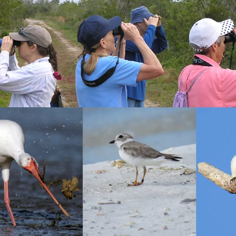 Birding Basics Photo