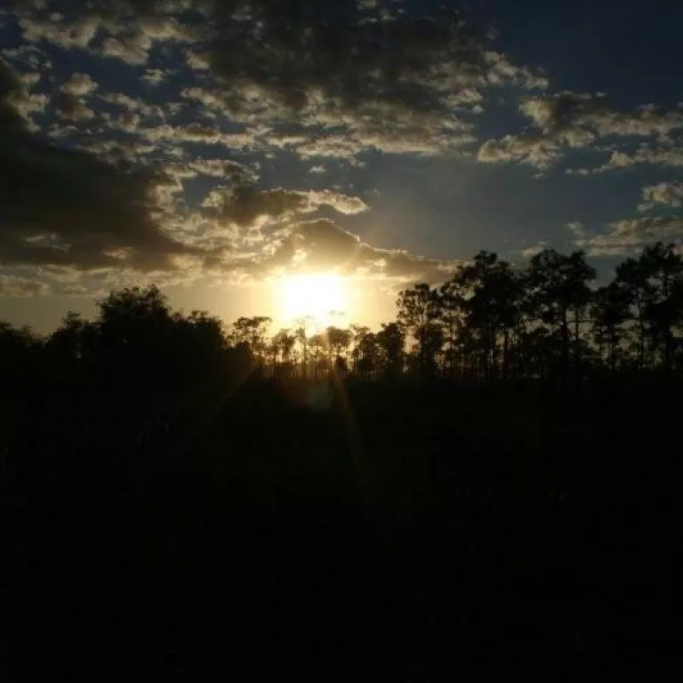 Big Cypress Swamp Tours Photo