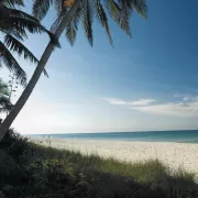 Palm tree on beach