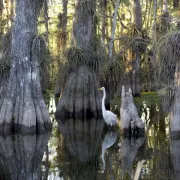 Cypress_National_Park_-_Great_Egret.jpg