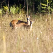 Florida_Panther_National_Wildlife_Refuge_-_Deer.jp