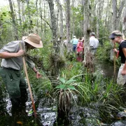 Explore Big Cypress with a Swamp Walk.