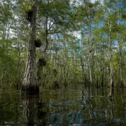 The view from a boat in the Everglades.
