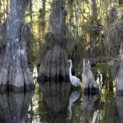 Everglade with Egret