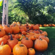 Pumpkins at Naples Botanical Gardens. Photo by Ins