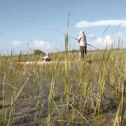 everglades_2.jpg